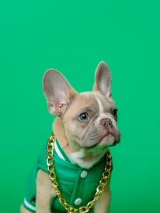 Preview wallpaper french bulldog, bulldog, dog, pet, chain