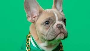 Preview wallpaper french bulldog, bulldog, dog, pet, chain