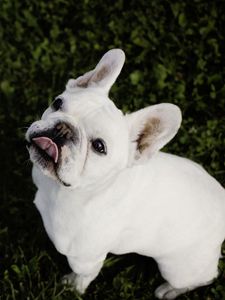 Preview wallpaper french bulldog, bulldog, grass