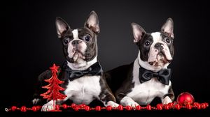 Preview wallpaper french bulldog, couple, puppies, dog, outfit