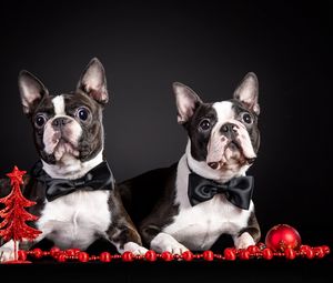 Preview wallpaper french bulldog, couple, puppies, dog, outfit