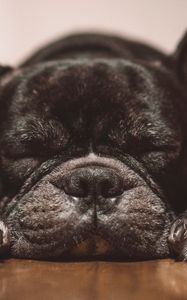 Preview wallpaper french bulldog, dog, black, sleep, cute