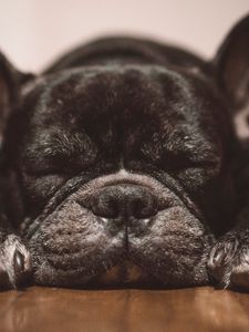 Preview wallpaper french bulldog, dog, black, sleep, cute