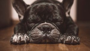 Preview wallpaper french bulldog, dog, black, sleep, cute
