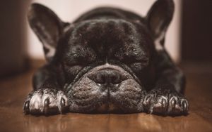 Preview wallpaper french bulldog, dog, black, sleep, cute