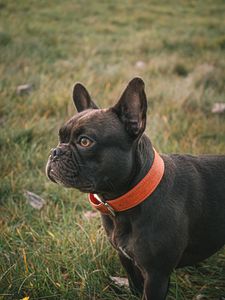 Preview wallpaper french bulldog, dog, black, pet, collar