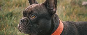 Preview wallpaper french bulldog, dog, black, pet, collar