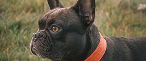 Preview wallpaper french bulldog, dog, black, pet, collar