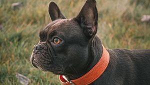 Preview wallpaper french bulldog, dog, black, pet, collar