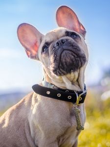 Preview wallpaper french bulldog, dog, collar