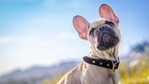 Preview wallpaper french bulldog, dog, collar