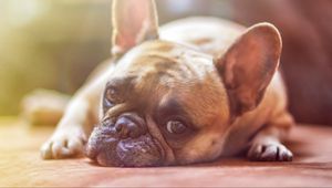 Preview wallpaper french bulldog, dog, face, eyes, sadness