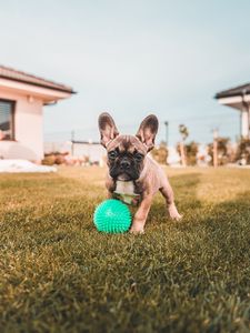 Preview wallpaper french bulldog, dog, funny