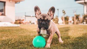 Preview wallpaper french bulldog, dog, funny