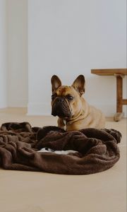 Preview wallpaper french bulldog, dog, glance, pet