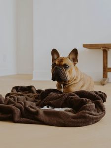 Preview wallpaper french bulldog, dog, glance, pet