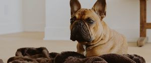 Preview wallpaper french bulldog, dog, glance, pet