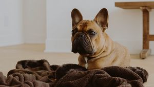 Preview wallpaper french bulldog, dog, glance, pet