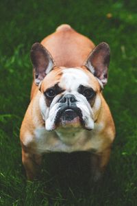 Preview wallpaper french bulldog, dog, grass, face