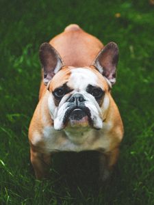 Preview wallpaper french bulldog, dog, grass, face