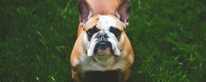 Preview wallpaper french bulldog, dog, grass, face
