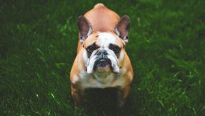 Preview wallpaper french bulldog, dog, grass, face