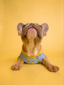 Preview wallpaper french bulldog, dog like mammal, pet, costume, yellow