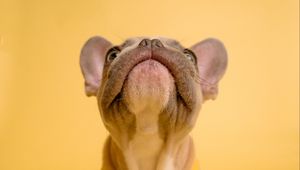 Preview wallpaper french bulldog, dog like mammal, pet, costume, yellow