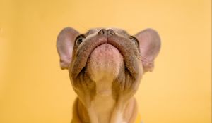 Preview wallpaper french bulldog, dog like mammal, pet, costume, yellow