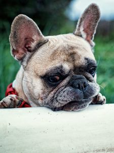 Preview wallpaper french bulldog, dog, muzzle