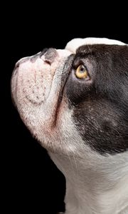 Preview wallpaper french bulldog, dog, pet, cute