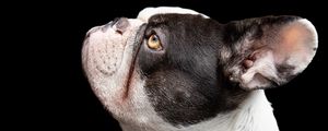 Preview wallpaper french bulldog, dog, pet, cute