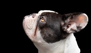 Preview wallpaper french bulldog, dog, pet, cute