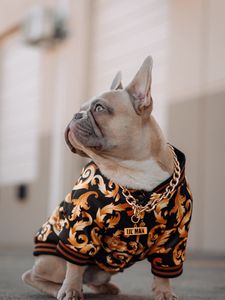 Preview wallpaper french bulldog, dog, pet, chain, collar