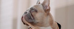 Preview wallpaper french bulldog, dog, pet, chain, collar