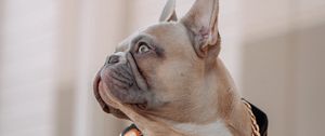 Preview wallpaper french bulldog, dog, pet, chain, collar