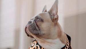 Preview wallpaper french bulldog, dog, pet, chain, collar