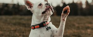 Preview wallpaper french bulldog, dog, pet, white, funny