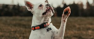 Preview wallpaper french bulldog, dog, pet, white, funny