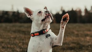 Preview wallpaper french bulldog, dog, pet, white, funny