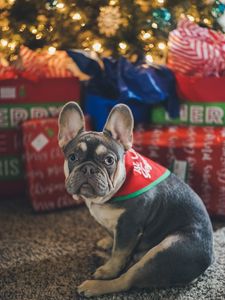 Preview wallpaper french bulldog, dog, pet, christmas tree, gifts, new year