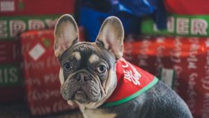 Preview wallpaper french bulldog, dog, pet, christmas tree, gifts, new year