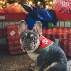 Preview wallpaper french bulldog, dog, pet, christmas tree, gifts, new year