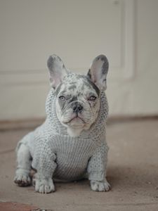 Preview wallpaper french bulldog, dog, pet, albino, sweater