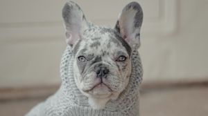 Preview wallpaper french bulldog, dog, pet, albino, sweater