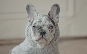 Preview wallpaper french bulldog, dog, pet, albino, sweater