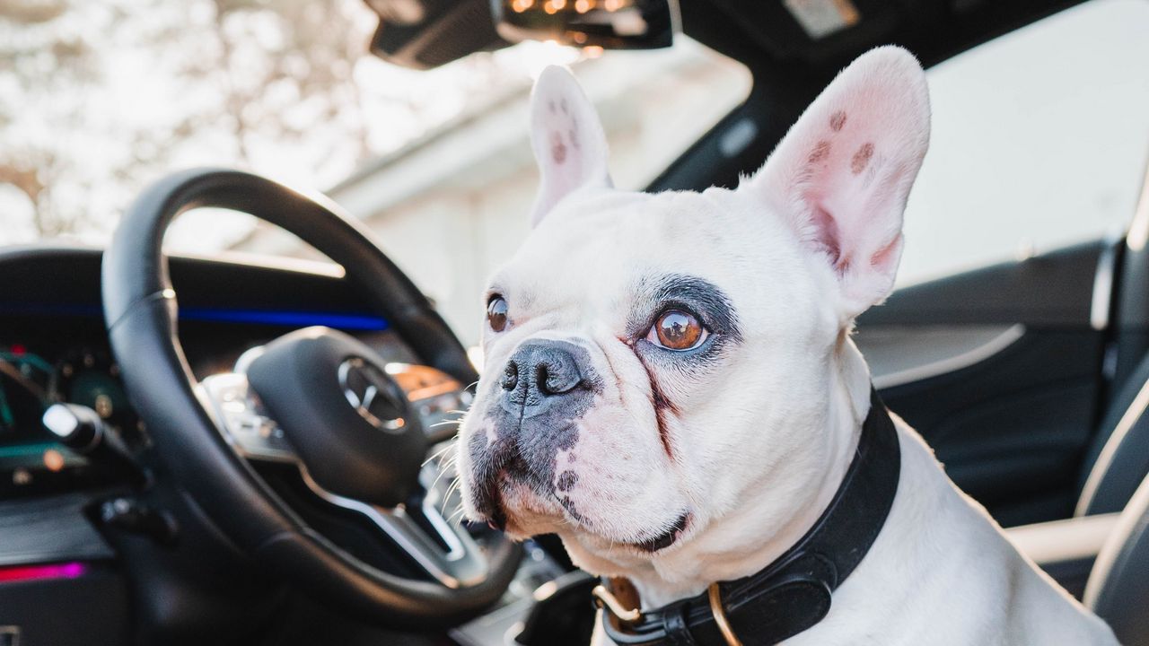 Wallpaper french bulldog, dog, pet, glance, car, cool