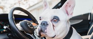 Preview wallpaper french bulldog, dog, pet, glance, car, cool