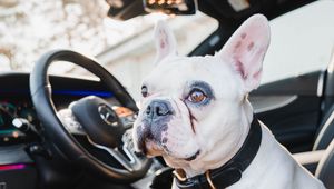 Preview wallpaper french bulldog, dog, pet, glance, car, cool