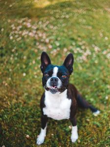 Preview wallpaper french bulldog, dog, protruding tongue, pet